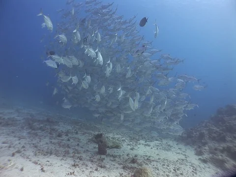 Whitetip reef sharks Stock Footage 98677183