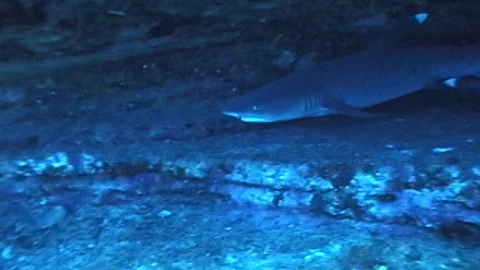 Whitetip reef sharks Video stock 106688960