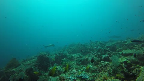 Whitetip Reef Sharks Video stock 111401581