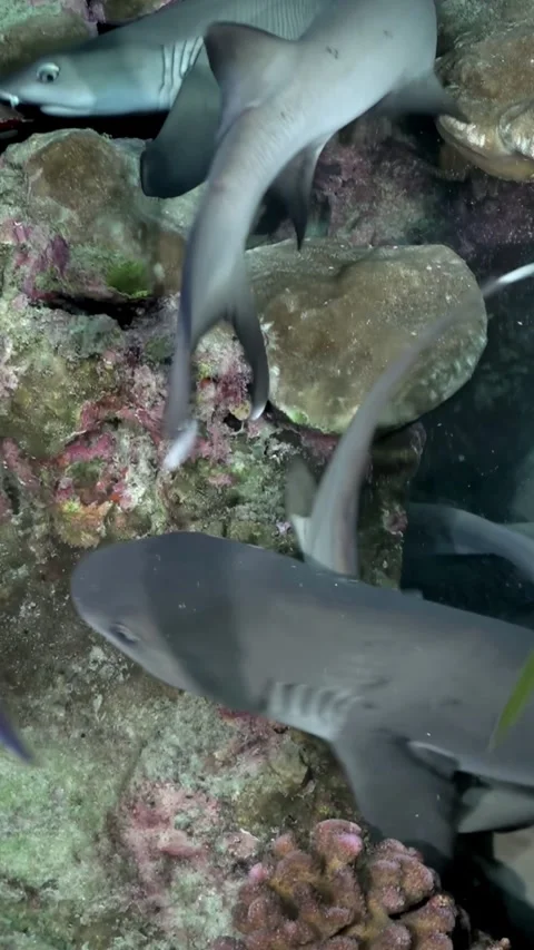 Whitetip Reef Sharks Gliding Between Plate Corals Close-Up 스톡 동영상 344911515