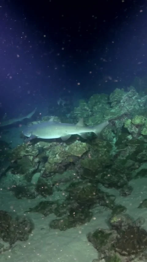Whitetip Reef Sharks Gliding Low Across Rocky Reef and Sand 스톡 동영상 344911151
