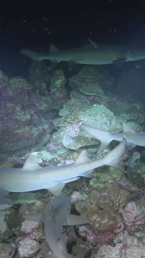 Whitetip Reef Sharks Moving Across Coral Rubble in Low Light 스톡 동영상 344911334
