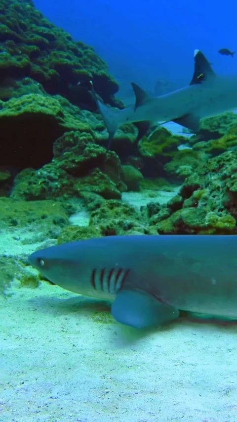 Whitetip Reef Sharks Moving Over Sand Beside Rocky Coral Reef 스톡 동영상 344911544