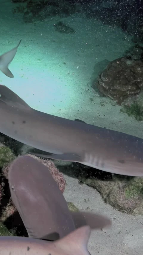 Whitetip Reef Sharks Passing Very Close Over Sand and Coral 스톡 동영상 344911183