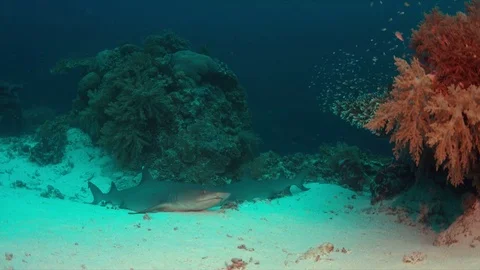Whitetip Reef Sharks on sandy bottom 4k Video stock 71113625