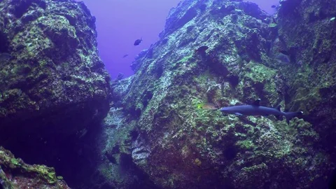 Whitetip reef sharks school of fish on underwater seabed of natural aquarium. Stock Footage 80302740