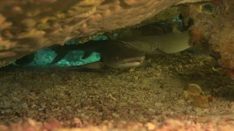 Whitetip Reef Sharks under a table coral 스톡 사진