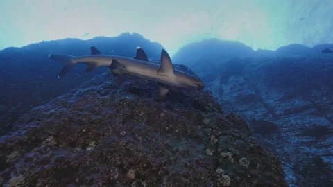 Whitetip Reefshark at massive reef wall in Pacific Ocean Stock Footage 167669460
