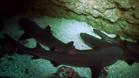 Whitetip reefshark resting on reef Video stock 42902765