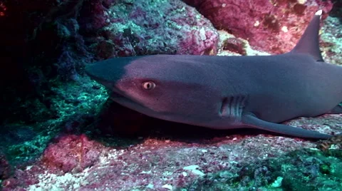 Whitetip reefshark resting on reef Stock Footage 42902779