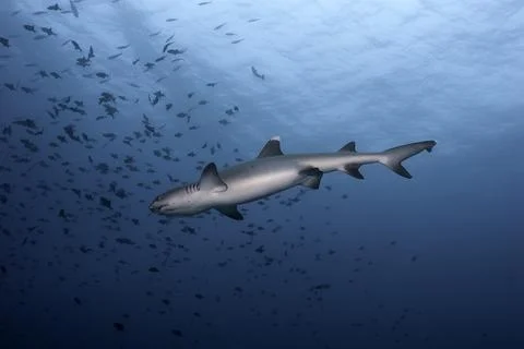 Whitetip shark view from below while swimming in the blue Stock Photos