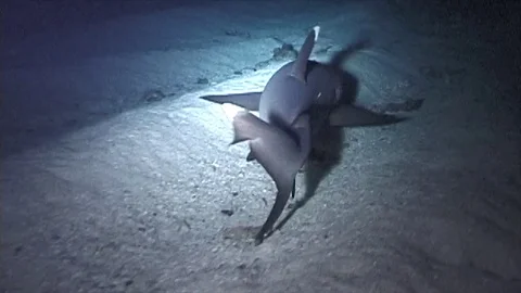 Whitetip5 Video stock 81226937