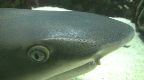 Whitetipped Reefshark Video stock 603600