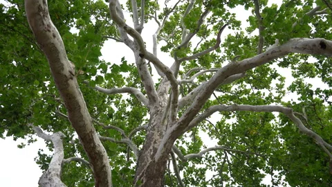 Whitetreebark Stock Footage 264626752