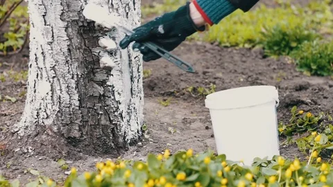Whitewash trees in spring season Stock Footage