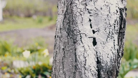 Whitewash trees in spring season Stock Footage