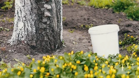 Whitewash trees in spring.Gardener woman cares for the trees in the garden Stock Footage