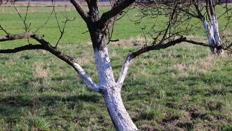 Whitewashed apple tree trunk in small orchard in Mazowsze region of Poland Stock Footage 334921786