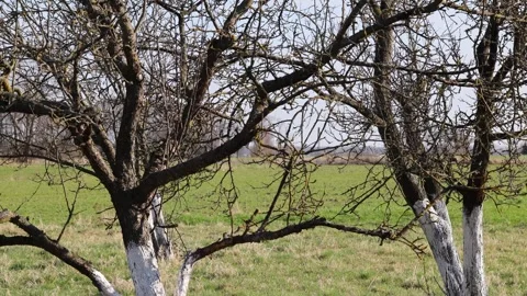 Whitewashed apple tree trunks in small orchard in Mazowsze region of Poland Stock Footage 334921790