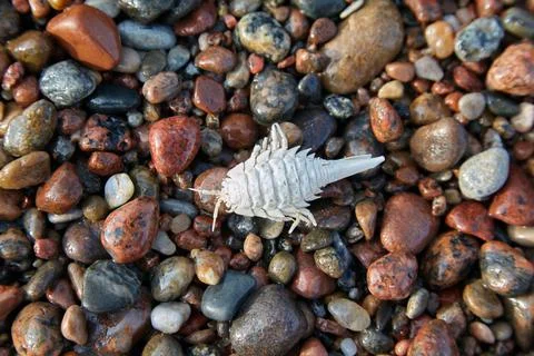 Whitewashed arthropod shell on the pebbles of the seashore Stock Photos
