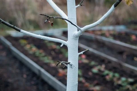Whitewashed bark of apple tree growing in organic homestead Stock-Fotos