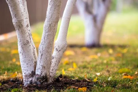 Whitewashed bark of fruit trees growing in sunny orchard garden on blurred gr Stock Photos