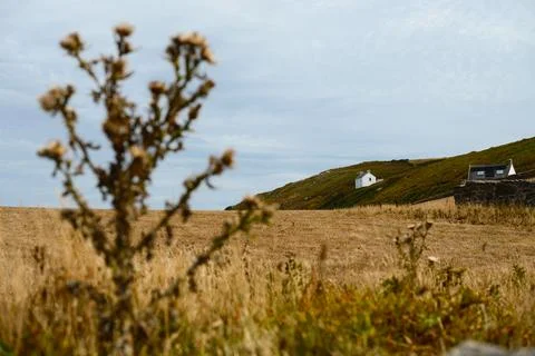 Whitewashed Cottages on Cornwall Coast with Wild Thistle in Foreground Stock Photos