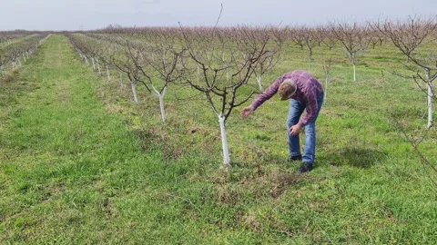 Whitewashed fruit trees Stock Footage 269057820