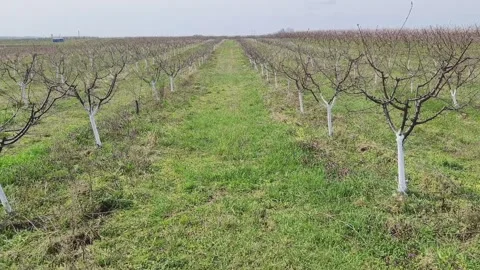 Whitewashed fruit trees Stock Footage 269057843