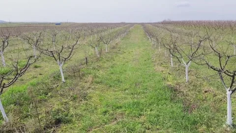 Whitewashed fruit trees Stock Footage 269057846