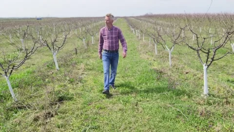 Whitewashed fruit trees Stock Footage 269057847
