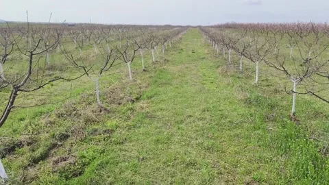Whitewashed fruit trees Stock Footage 269057862