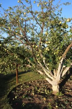 Whitewashed old apple tree and fallen apples in the August garden Stock Photos
