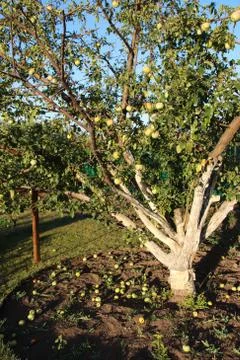 Whitewashed old apple tree and fallen apples in the August garden Stock Photos