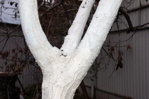 Whitewashed old plum tree against spring sunscald in the autumn garden Stock Photos