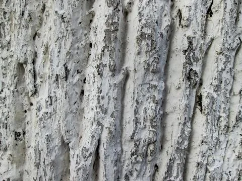 Whitewashed tree bark. Wood and paint texture. Eco protection. Natural back.. Stock Photos