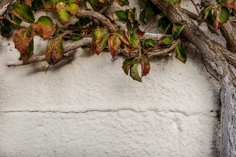 Whitewashed tree trunk and leaves bending on a white wall with space for text Stock Photos