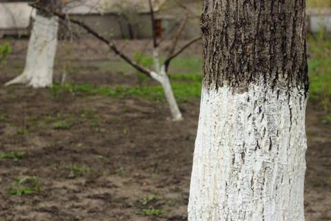 Whitewashed tree trunk Stock Photos
