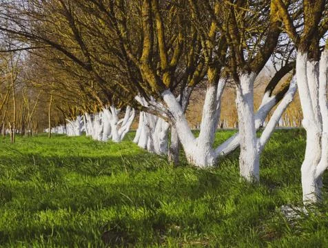 Whitewashed tree trunks along the road. Apricots along route wit Foto stock