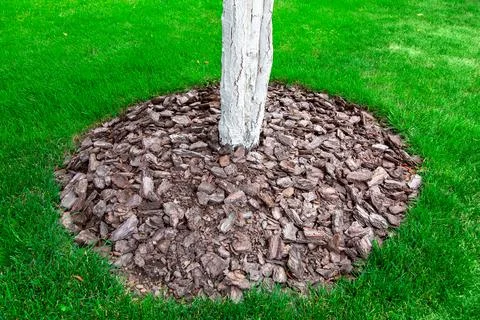Whitewashed tree trunks mulching a bark of a tree trunk,  on a green meadow. Stock Photos