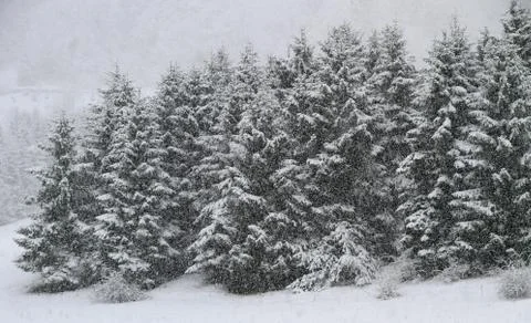 Whitewashed trees during copious snowfall in winter Foto stock