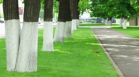 Whitewashed trunks of trees in park to protect from garden parasites Stock Footage 68138352