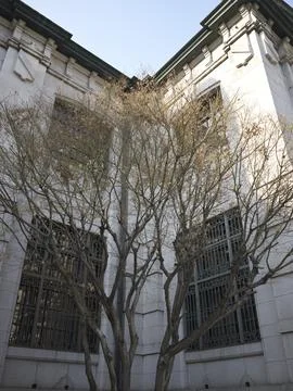 The whitewashed wall of Seodaemun Prison with a bare tree, South Korea Stock Photos