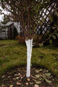 Whitewashed young cherry tree against spring sunscald in the autumn garden Stock Photos