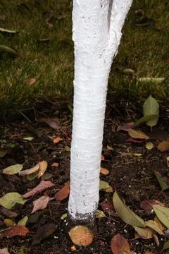 Whitewashed young cherry tree against spring sunscald in the autumn garden Stock-Fotos