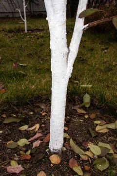 Whitewashed young cherry tree against spring sunscald in the autumn garden Stock-Fotos