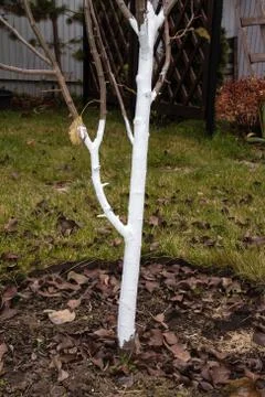 Whitewashed young pear tree against spring sunscald in the autumn garden Stock Photos