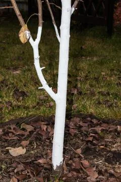 Whitewashed young pear tree against spring sunscald in the autumn garden Stock Photos