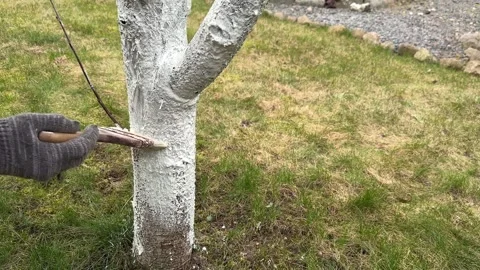 Whitewashing a cherry tree with a brush close-up. Limewash painted in trunk 스톡 동영상 271625246