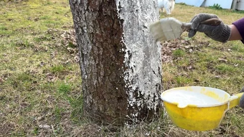 Whitewashing a cherry tree with a brush close-up. Limewash painted in trunk Stock Footage 271625272